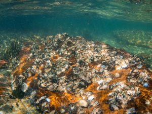 A photo of a bed of hundreds of oysters in clear, clean water. The bed is surrounded by seagrass.